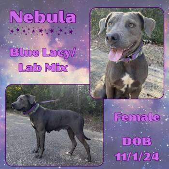 Rescue Blue Lacy and Labrador Retriever Dogs for Adoption in Caldwell, Texas - Nebula | PetCurious