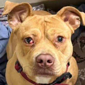 Maple -  Pit Bull Terrier Dog for Adoption in Medina, Ohio - Maple | PetCurious