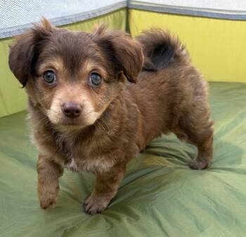 Havanese Dogs Available for Adoption in Palo Alto, California - Bedtime: Pillow | PetCurious