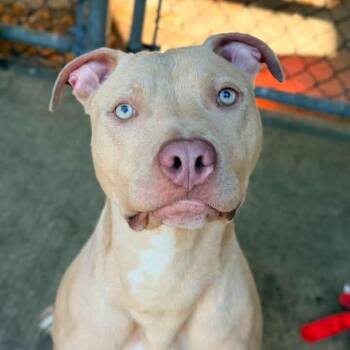 Sawyer ~ Coming Soon!!! -  Pit Bull Terrier Dog for Adoption in Chicago, Illinois - Sawyer ~ Coming Soon!!! | PetCurious