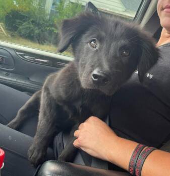Macho -  German Shepherd Dog and Retriever Dog for Adoption in Warren, Michigan - Macho | PetCurious