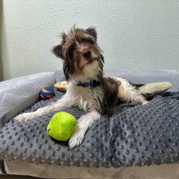 Archie -  Schnauzer and Jack Russell Terrier Dog for Adoption in High Ridge, Missouri - Archie | PetCurious