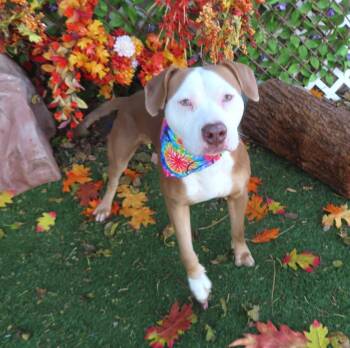 Rescue Pit Bull Terrier Dogs for Adoption in Oklahoma City, Oklahoma - CHIP 465654 | PetCurious