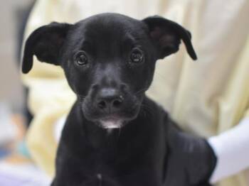 Lou -  Labrador Retriever Dog for Adoption in Portland, Oregon - Lou | PetCurious