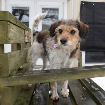 Rescue Poodle and Beagle Dogs for Adoption in Mckean, Pennsylvania - Cali | PetCurious