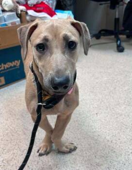 Duckie -  Mixed Breed Dog for Adoption in New York, New York - Duckie | PetCurious