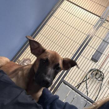 Rey -  Shepherd and Mixed Breed Dog for Adoption in Lynchburg, Virginia - Rey | PetCurious