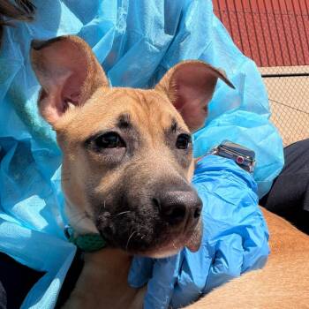 Mixed Breed Dogs Available for Adoption in Philadelphia, Pennsylvania - Happy | PetCurious