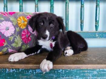 Nurse -  Old English Sheepdog and Great Pyrenees Dog for Adoption in San Antonio, Texas - Nurse | PetCurious