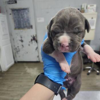 Mixed Breed Dogs Available for Adoption - Diamond | PetCurious