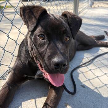 Terrier Dogs Available for Adoption - Griff | PetCurious