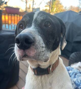 Jason -  Pointer and Hound Dog for Adoption in Barnesville, Georgia - Jason | PetCurious