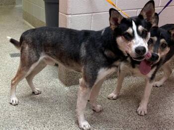 LIAM -  Siberian Husky and Mixed Breed Dog for Adoption in Colorado Springs, Colorado - LIAM | PetCurious