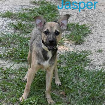 Rescue Terrier Dogs for Adoption in Spring, Texas - Jasper | PetCurious