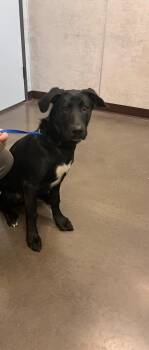 Mixed Breed Dogs Available for Adoption in Clarksville, Tennessee - Doug | PetCurious