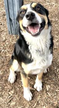 Australian Cattle Dog Blue Heeler and Mixed Breed Dogs Available for Adoption - A251936 | PetCurious