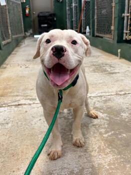 Coconut -  Mixed Breed Dog for Adoption in Winnsboro, South Carolina - Coconut | PetCurious
