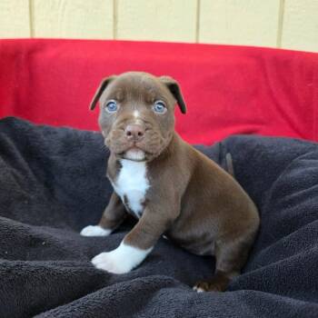 Noodle -  Pit Bull Terrier Dog for Adoption in Jackson, Missouri - Noodle | PetCurious