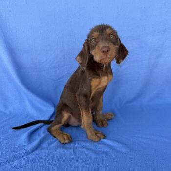 Leotard -  Australian Shepherd and Doberman Pinscher Dog for Adoption in Carencro, Louisiana - Leotard | PetCurious