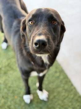 Stone -  Border Collie and Great Pyrenees Dog for Adoption in Fayetteville, Arkansas - Stone | PetCurious