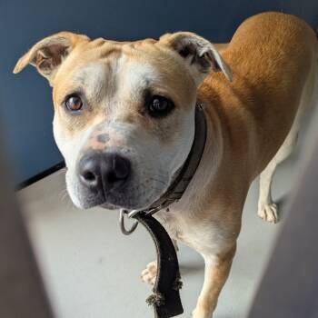 Rescue American Staffordshire Terrier Dogs for Adoption in Greenville, South Carolina - Struggle Brown | PetCurious