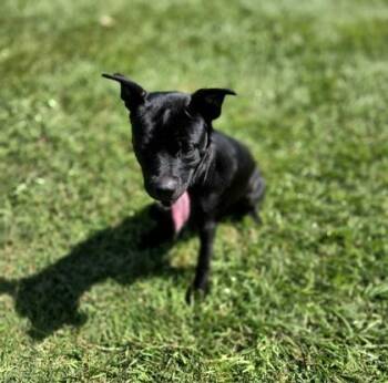 George -  Mixed Breed Dog for Adoption in Houston, Texas - George | PetCurious