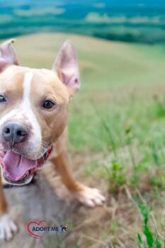 Chop -  Mixed Breed Dog for Adoption in Alexandria, Virginia - Chop | PetCurious