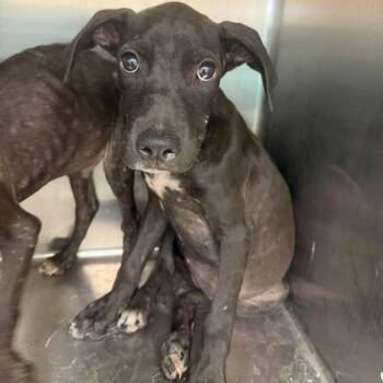 Blackie 26-08-036 -  Coonhound and Mixed Breed Dog for Adoption in Bastrop, Texas - Blackie 26-08-036 | PetCurious