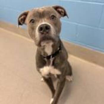 Rescue Mixed Breed Dogs for Adoption in Hilliard, Ohio - Zeus | PetCurious