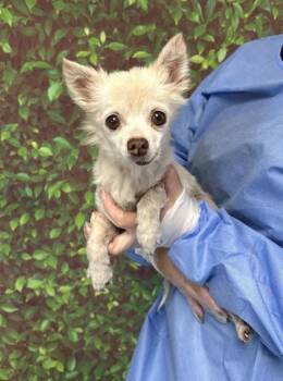 Rescue Chihuahua and Mixed Breed Dogs for Adoption in San Antonio, Texas - Lucy Loo | PetCurious