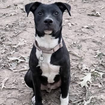 Wally -  Labrador Retriever and Pit Bull Terrier Dog for Adoption in Olive Branch, Mississippi - Wally | PetCurious