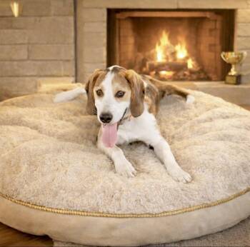 American Foxhound Dogs Available for Adoption - Tobi | PetCurious