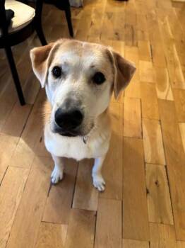 Dandelion -  Mixed Breed Dog for Adoption in Kansas City, Missouri - Dandelion | PetCurious
