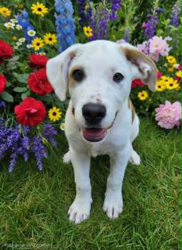 SPROUT -  Hound Dog for Adoption in Lincoln, Nebraska - SPROUT | PetCurious