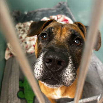 Rescue Mixed Breed Dogs for Adoption in Titusville, Florida - Poconos | PetCurious