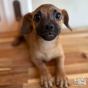 Chihuahua Dogs Available for Adoption - Pilar Pepper | PetCurious