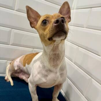 Chihuahua Dogs Available for Adoption - Meechi | PetCurious