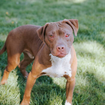 Rescue American Staffordshire Terrier and Mixed Breed Dogs for Adoption in Northbrook, Illinois - Danny | PetCurious