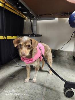 Chihuahua Dogs Available for Adoption in San Antonio, Texas - SQUIRREL | PetCurious