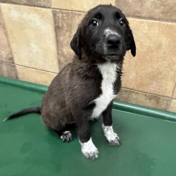 Labrador Retriever Dogs Available for Adoption in Las Vegas, Nevada - Gremolata 53599 | PetCurious