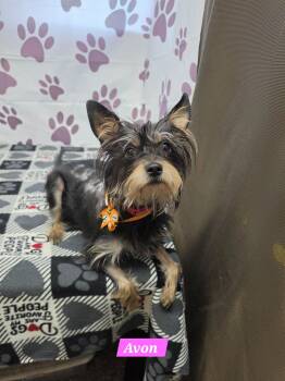 Avon -  Yorkshire Terrier Dog for Adoption in Metairie, Louisiana - Avon | PetCurious