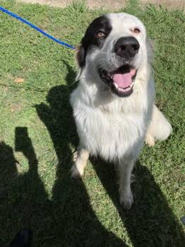 AFALFA -  Mixed Breed Dog for Adoption in Dallas, Texas - AFALFA | PetCurious