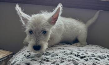Oliver -  West Highland White Terrier Westie Dog for Adoption in North Freedom, Wisconsin - Oliver | PetCurious