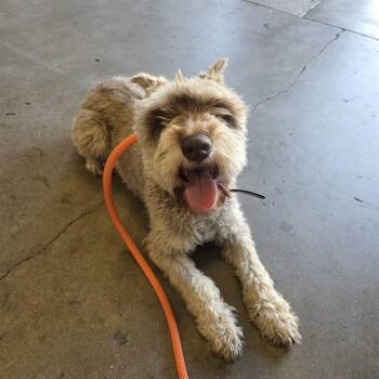 Schnauzer Dogs Available for Adoption in Ontario, California - ELLIOTT | PetCurious
