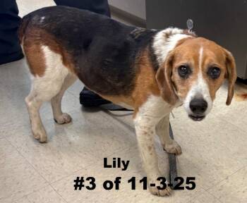 Rescue Beagle Dogs for Adoption in Gaylord, Michigan - Lily #3 Of 11-3-25 | PetCurious