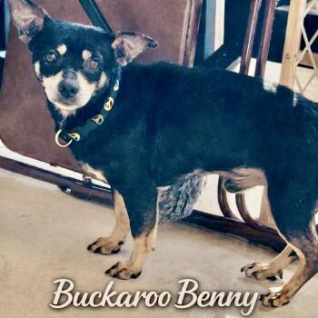 Chihuahua Dogs Available for Adoption in New Orleans, Louisiana - Buckaroo Benny | PetCurious