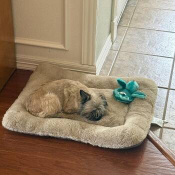 Pebbles -  Terrier and Mixed Breed Dog for Adoption in Fayetteville, Arkansas - Pebbles | PetCurious