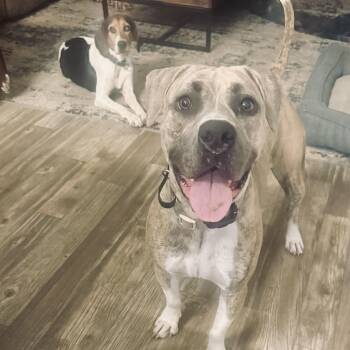 Staffordshire Bull Terrier and American Bully Dogs Available for Adoption in Calabash, North Carolina - Blue | PetCurious