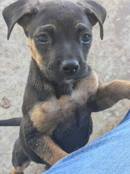 Terrier Dogs Available for Adoption in Sorrento, Louisiana - Bertha (Bailey) | PetCurious
