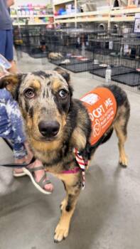 ROCKY -  Catahoula Leopard Dog and Shepherd Dog for Adoption in Broomfield, Colorado - ROCKY | PetCurious